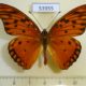 53955p-Heliconiidae-Agraulis-vamillae-insularis-Dominicana-7