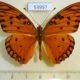 53957p-Heliconiidae-Agraulis-vamillae-insularis-Dominicana-8