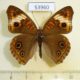 53960p-Nymphalidae-Junonia-genoveva-Dominicana-9