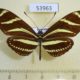 53963p-Heliconiidae-Heliconius-charitonia-simulator-Dominicana-9