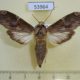 53964p-Notodontiidae-Nystalea-ebalea-Dominicana-7