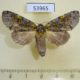 53965p-Notodontiidae-Hardingia-livida-Costa-Rica-6