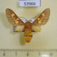 53966p-Arctiidae-Balacra-elegantissima-Uganda-25