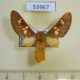 53967p-Arctiidae-Balacra-elegantissima-Uganda-30
