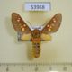 53968p-Arctiidae-Balacra-elegantissima-Uganda-25