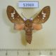 53969p-Arctiidae-Balacra-brunnea-Uganda-25