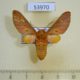 53970p-Arctiidae-Balacra-sp.-flavimacula-Uganda-20