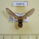 53972p-Arctiidae-Paramelisa-leroyi-Uganda-20