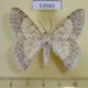 53982p-Geometridae-Pingasa-pauciflavata-W.Papua-10