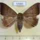 53983p-Noctuidae-Achaea-finita-f-Madagascar-12