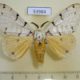 53984p-Lymantridae-Lymantica-velutina-Madagascar-13