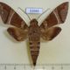 53985p-Sphingidae-Nephele-oenopion-Madagascar-12