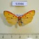 53986p-Arctiidae-Eilema-erythropleura-f-Madagascar-12