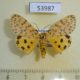 53987p-Arctiidae-Argina-astrea-Madagascar-10