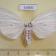 53990p-Arctiidae-Chionarctia-nivea-f-Primorye-9