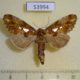53994p-Notodontiidae-Spatalia-doerrissi-f-Primorye-6