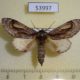 53997p-Notodontiidae-Fentonia-ocypete-Primorye-6