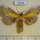 53998p-Notodontiidae-Euchampsonia-splendida-Primorye-6