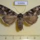 53999p-Noctuidae-Eurois-occulta-Primorye-6