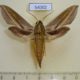 54002p-Sphingidae-Theretra-japonica-Primorye-6