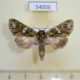54006p-Noctuidae-Trachea-punkikonis-Primorye-7
