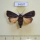 54007p-Noctuidae-Amphipyra-livida-Primorye-6