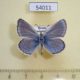 54011p-Lycaenidae-Polyommatus-tsvetaievi-Primorye-8