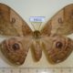 54012p-Saturniidae-Caligula-japonica-f-Primorye-10
