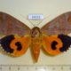 54015p-Noctuidae-Eudocima-euryzona-Madagascar-25