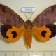 54016p-Noctuidae-Eudocima-euryzona-Madagascar-25