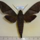 54017p-Sphingidae-Nephele-aequivalens-Uganda-15