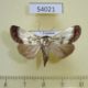 54021p-Noctuidae-Westermannia-triangularis-Vietnam-10
