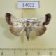 54022p-Noctuidae-Westermannia-triangularis-Vietnam-10
