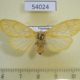 54024p-Arctiidae-Barsine-orientalis-f-yellow-form-Vitnam-7