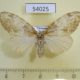 54025p-Lymantridae-Olene-sp.-f-Vietnam-6