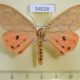 54028p-Arctiidae-Mangina-argus-Vietnam-12