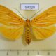 54029p-Noctuidae-Asota-egens-f-Vietnam-8