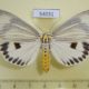 54031p-Noctuidae-Neochera-dominia-Vietnam-12