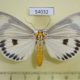 54032p-Noctuidae-Neochera-dominia-Vietnam-15