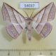 54037p-Geometridae-Sarcinodes-reductatus-Vietnam-9