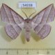54038p-Geometridae-Sarcinodes-reductatus-Vietnam-9