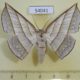 54041p-Geometridae-Sarcinodes-reductatus-f-Vietnam-9