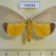 54049p-Noctuidae-Neochera-inops-Vietnam-7