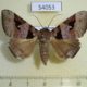 54053p-Noctuidae-Avatha-bubo-f-Vietnam-9