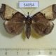 54054p-Noctuidae-Ochrotrigona-triangulifera-Vietnam-9