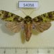 54058p-Noctuidae-Checupa-stegeri-f-Vietnam-9