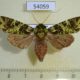 54059p-Noctuidae-Checupa-stegeri-f-Vietnam-10