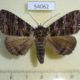 54062p Noctuidae Sypnoides rholatinum Vietnam $7