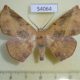 54064p-Geometridae-Sarcinodes-malakarius-Vietnam-7