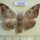 54068p Bombycidae Mustilia hepatica Vietnam $9